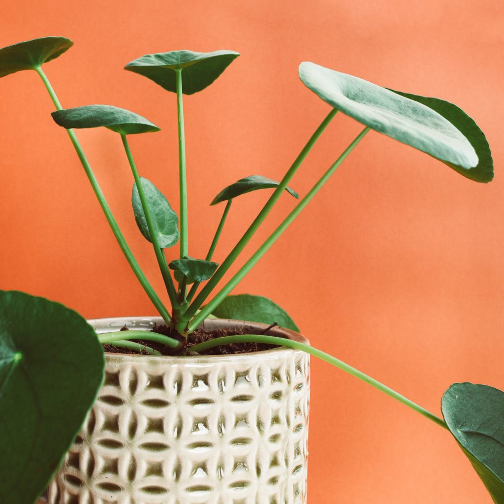 VASE PLANTE VERTE