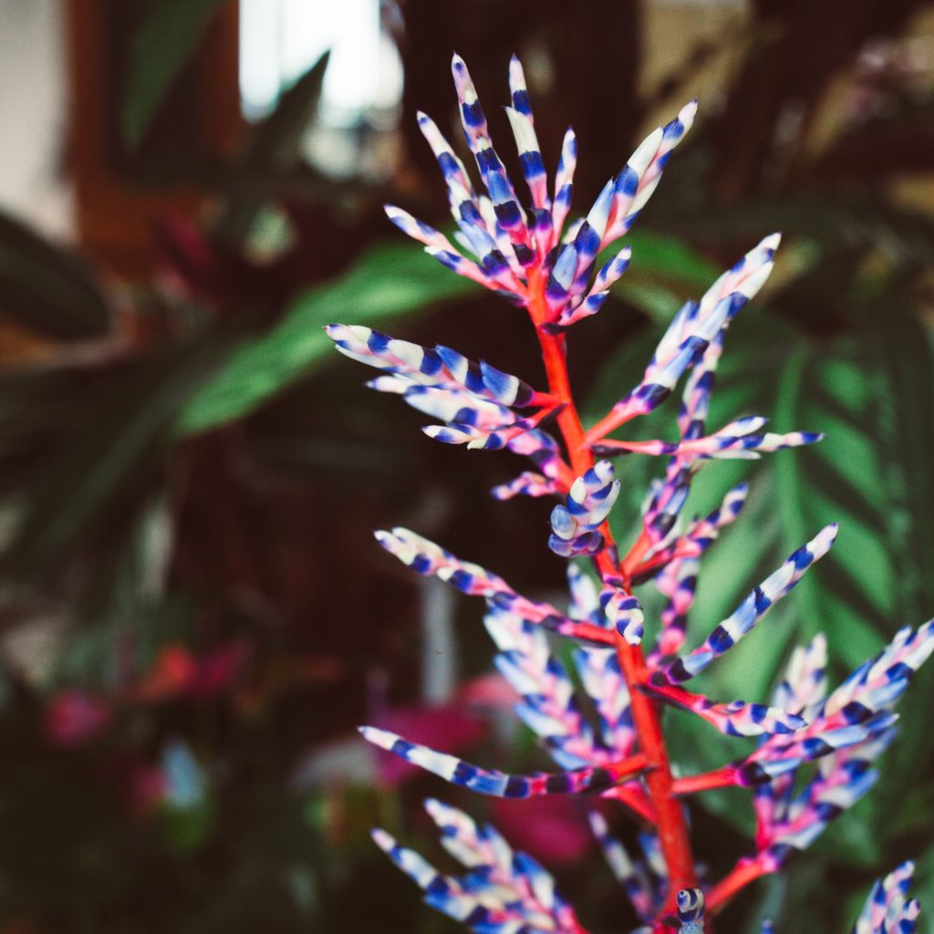 PLANTE COLOREE