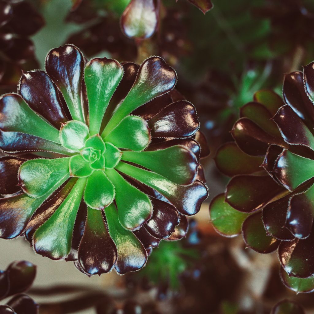 PLANTE GRASSE DECO