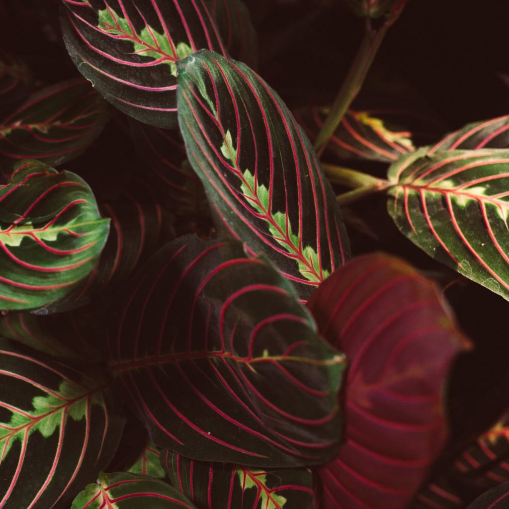 VEGETATION