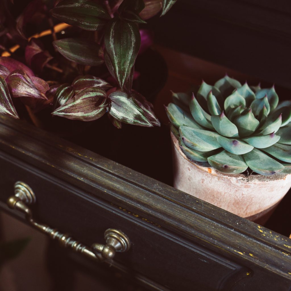 POT DE PETITE PLANTE DANS UN TIROIR