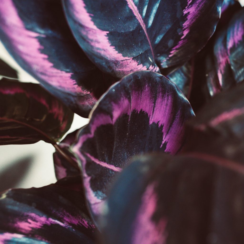 FEUILLE DECORATIVE