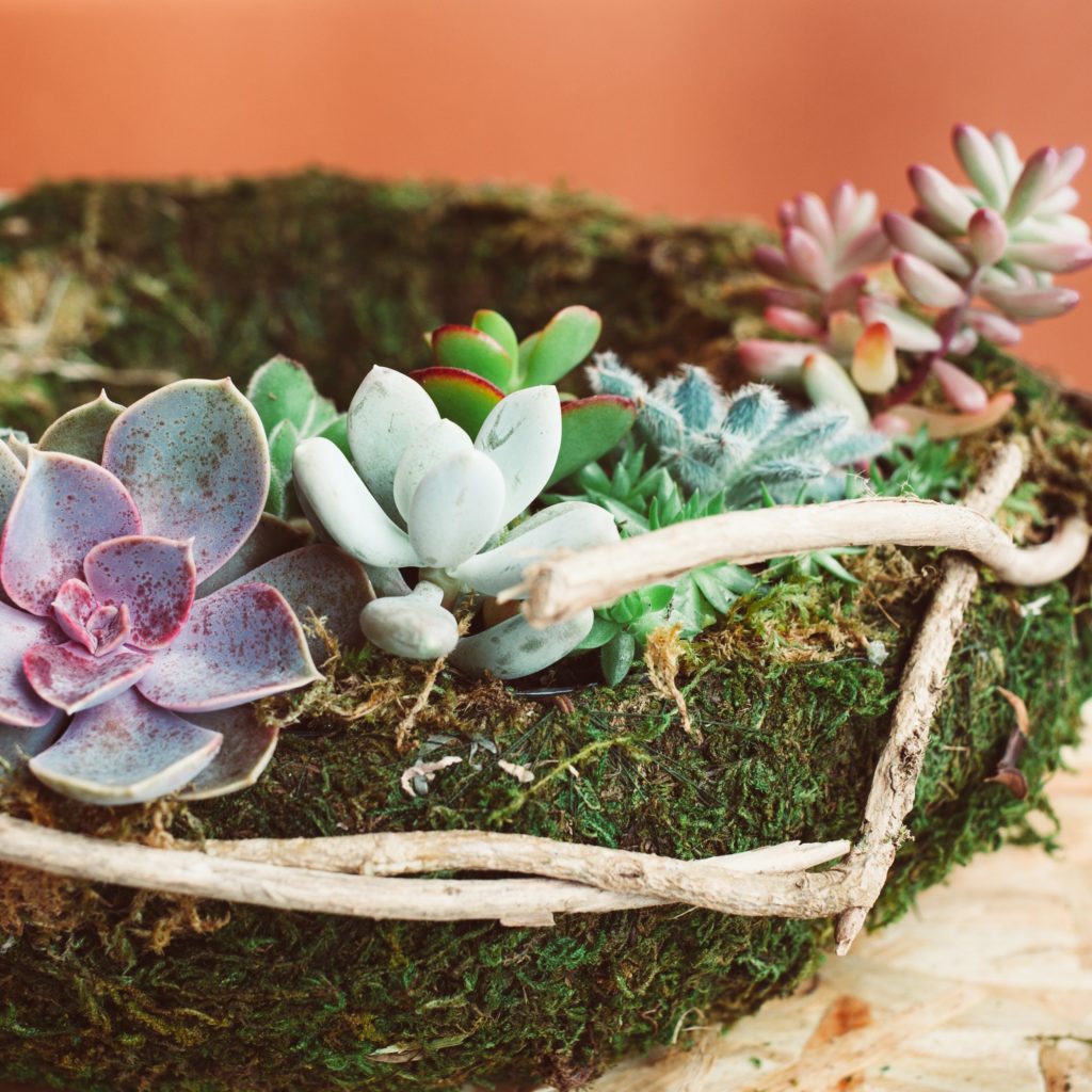 PLANTE GRASSE NATURE